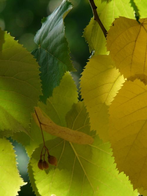 lipovina leaves linde
