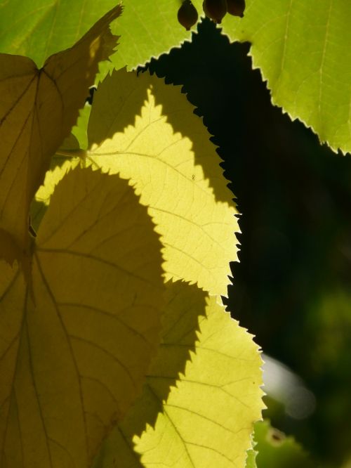 lipovina leaves jagged