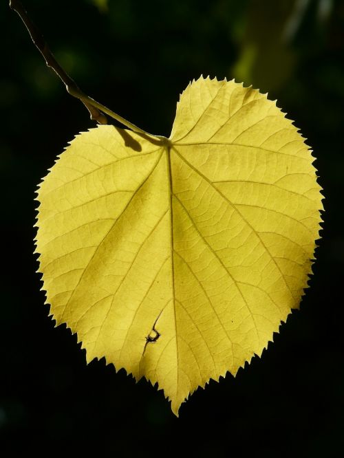 lipovina leaves linde