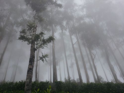 lipton's seat fog forest