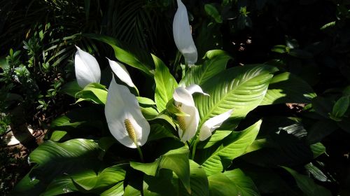 lirio peace nature plant