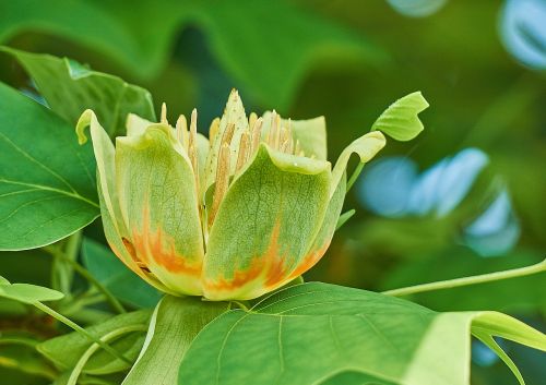 liriodendron tulipifera tulip tree flower