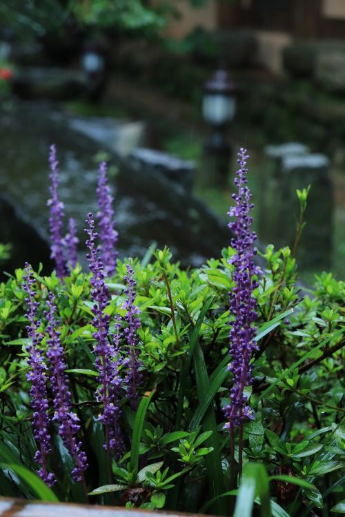 liriope flower purple