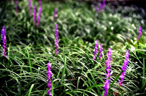 liriope flowers the nature of the