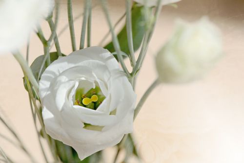 lisianthus flower blossom