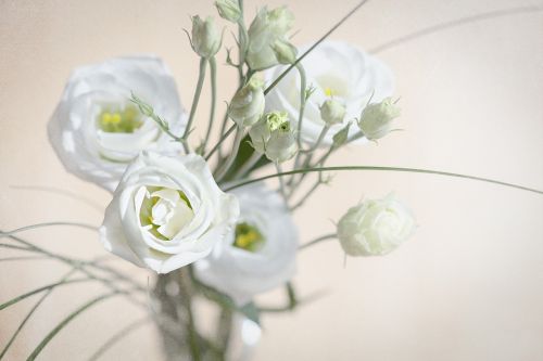 lisianthus flower blossom