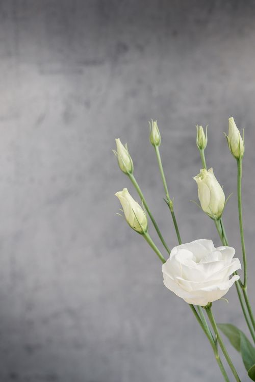 lisianthus flower blossom