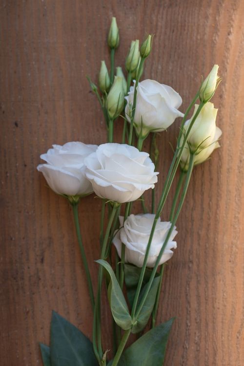 lisianthus flower blossom