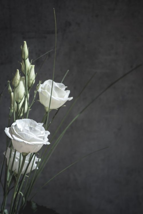 lisianthus flower blossom