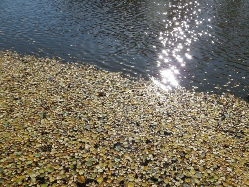 Leaves On Water