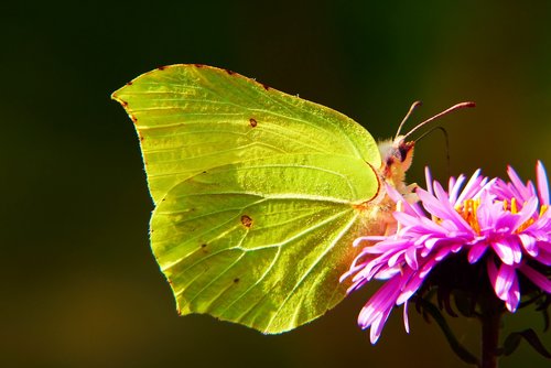 listkowiec sulphur butterfly  butterfly day  antennae