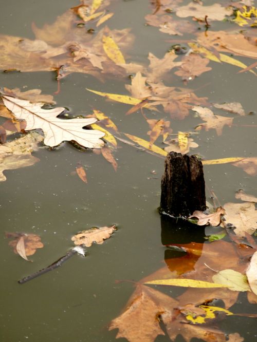 Leaves In Water