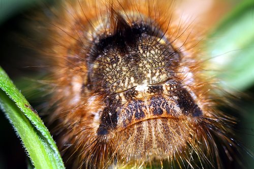 liszka  insect  caterpillar