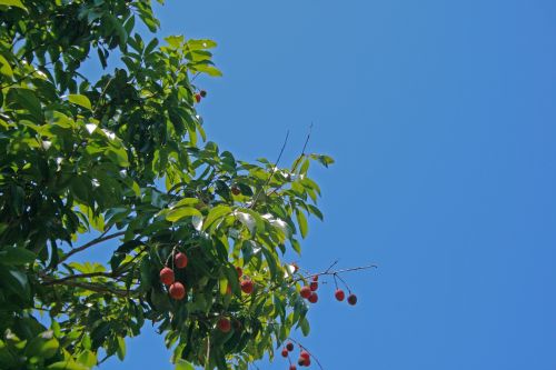 Litchis On A Tree