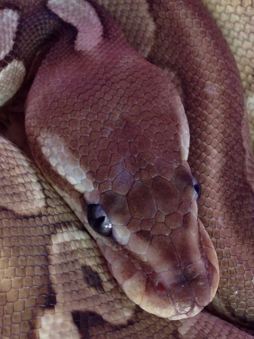 lithium ball python snake