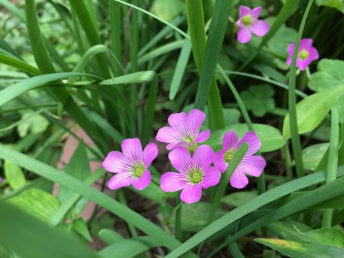 little pink flowers