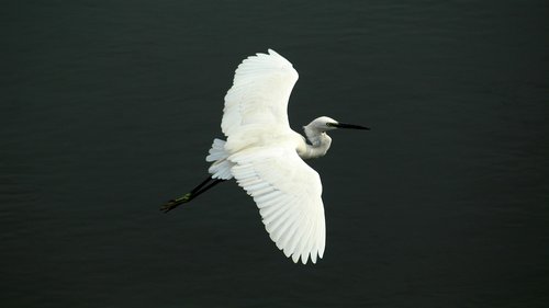 little  egret  bird