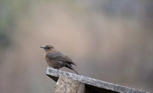 little  bird  cute