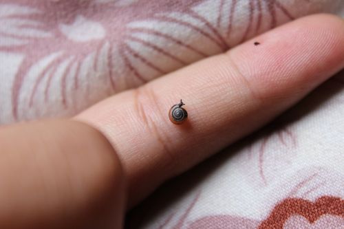 little snail cute