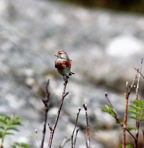 little bird alone bird