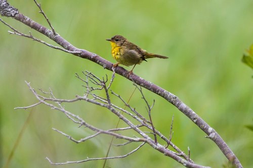 little bird  yellow chest  branch