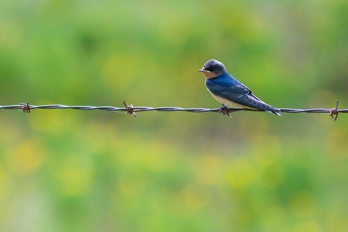 little bird  bird  blue