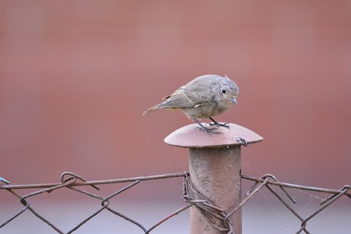 little bird  fence  redbreast