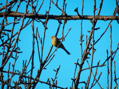 little bird the sky spring