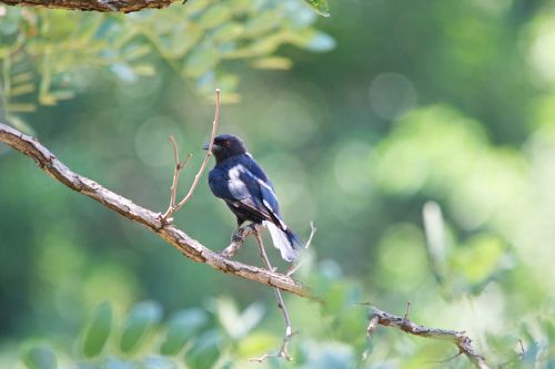 Little Black Bird