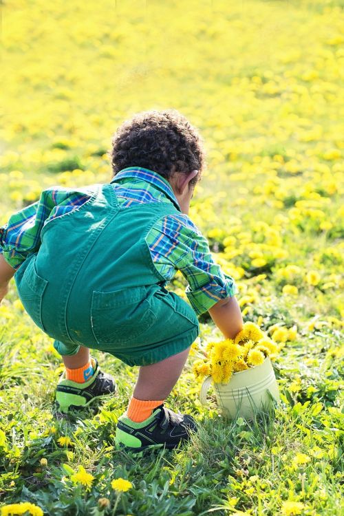 little boy in dandelions dandelions yellow
