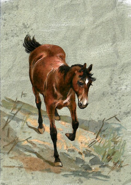 little brown horse  outdoor  wildlife