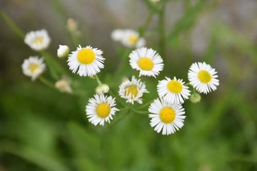 little daisy  flower  plants