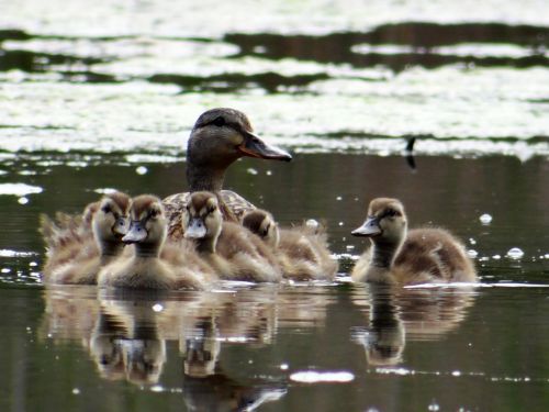 Little Ducklings And Mommy