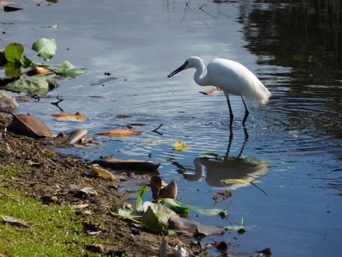 little egret bird portrait