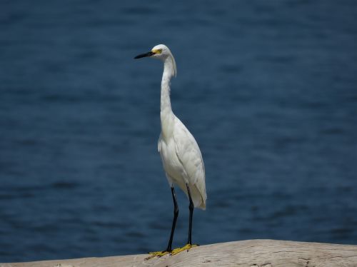 little egret white bird beach bird