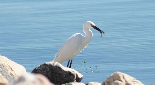 little egret white bird