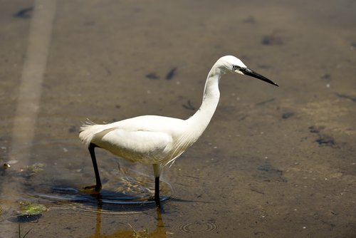 little egret  pond  bird