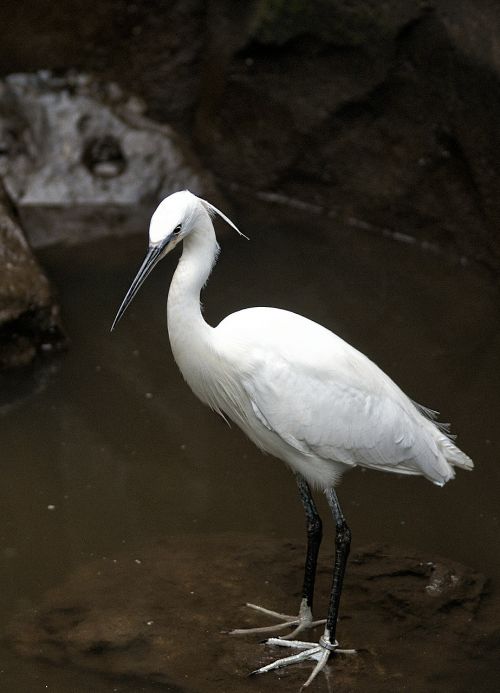 little egret bird wader