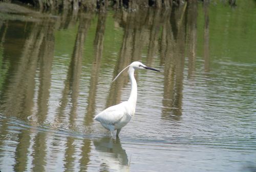 little egret bird water