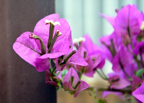 bougainvillea little flower pedals