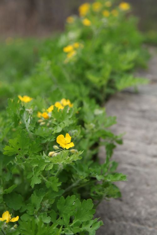 little flower plant green