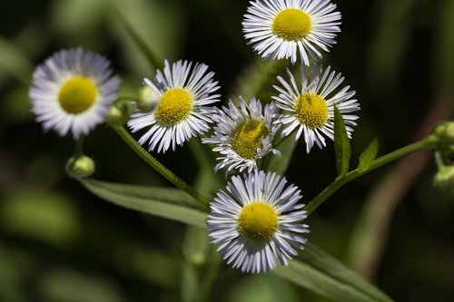 little flower  wildflower  plants