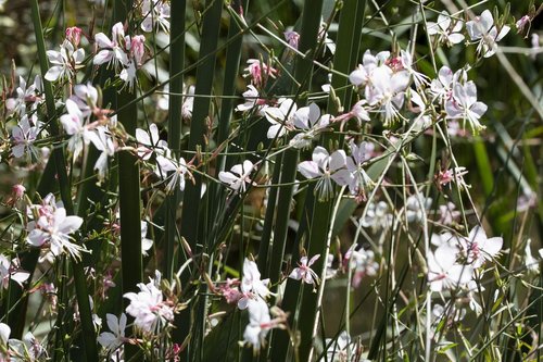 little flower  flower garden  plants