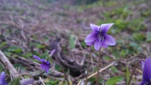 little flower wild flowers plant