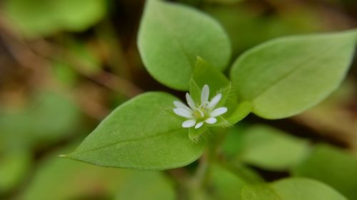 little flower wild flowers fresh