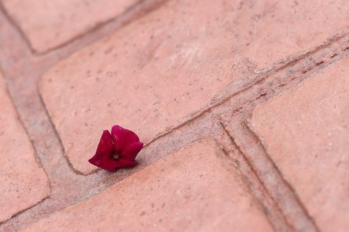 little flower on the floor  dark red  nature