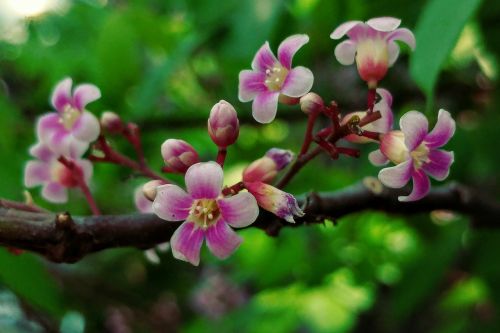 little flowers starfruit flower nature