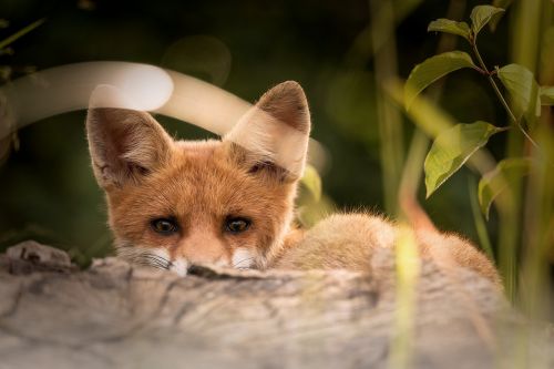 little fox animals nature