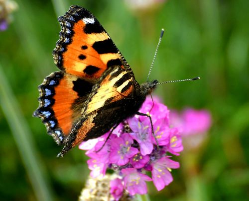 little fox edelfalter butterfly