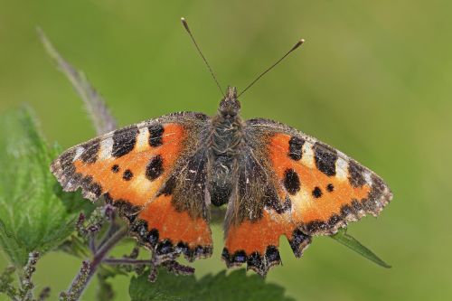 little fox butterfly animal